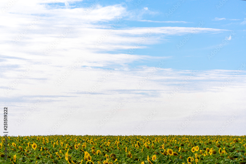 Sunflower field in the orange freestate province of South Africa