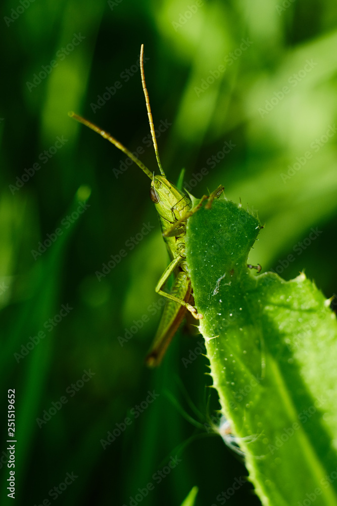 grasshopper on the leaf grasshopper on the leaf