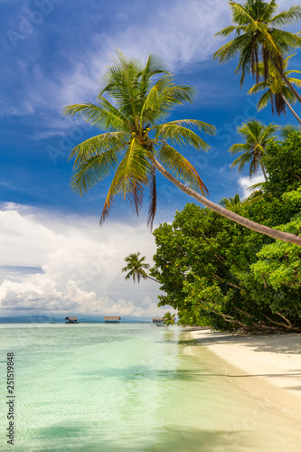 Beautiful beach. View of paradise tropical beach with coconut palms
