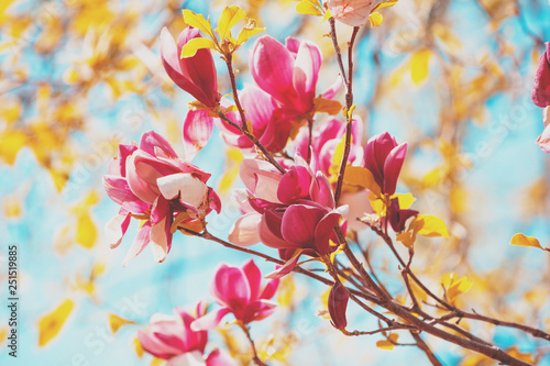 Blossoming magnolia flowers. Spring background