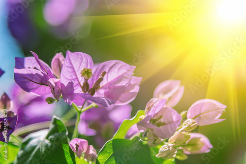 Fototapeta Naklejka Na Ścianę i Meble -  Bougainvillea flowers, sunny