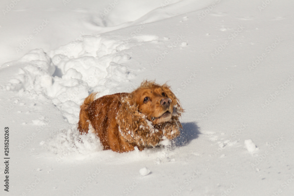 spaniel in deep snow spaniel in deep snow