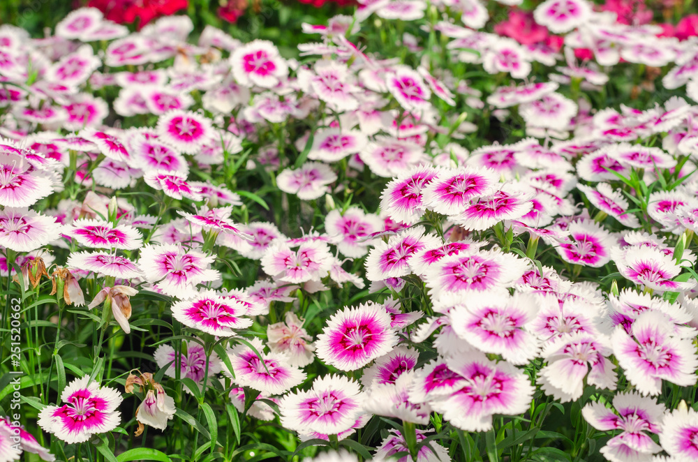 Sweet William or Dianthus barbatus flower Sweet William or Dianthus barbatus flower