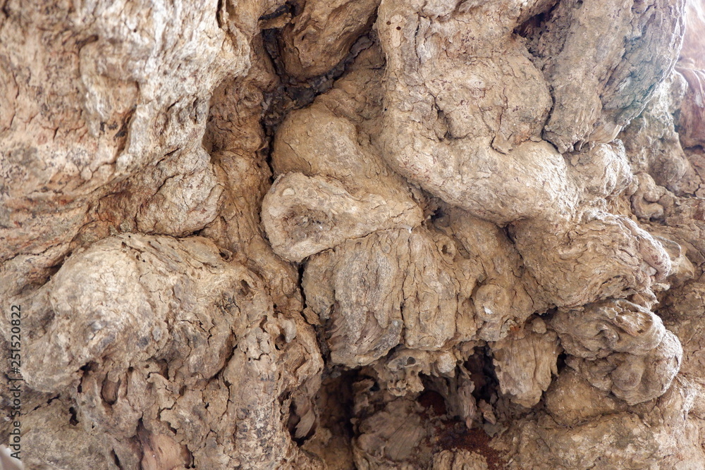 Naklejka premium wood texture and wood root