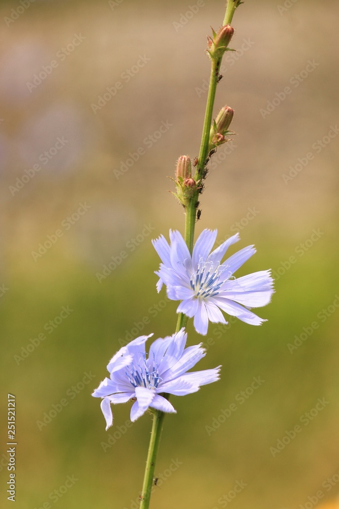 blue flower blue flower