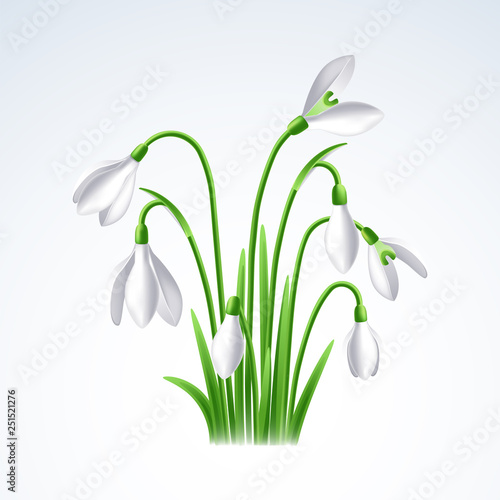 First spring flowers, snowdrops on white background