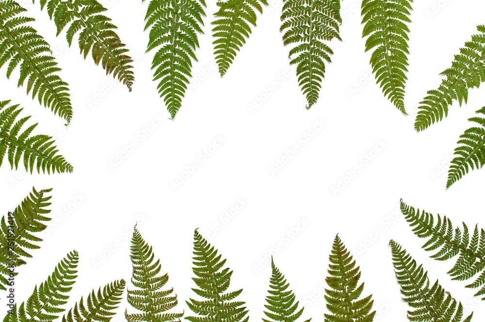 Tropical summer background, green fern leaves isolated on white background top view flat lay copy space. Summer floral composition, green leaf frame. Nature concept