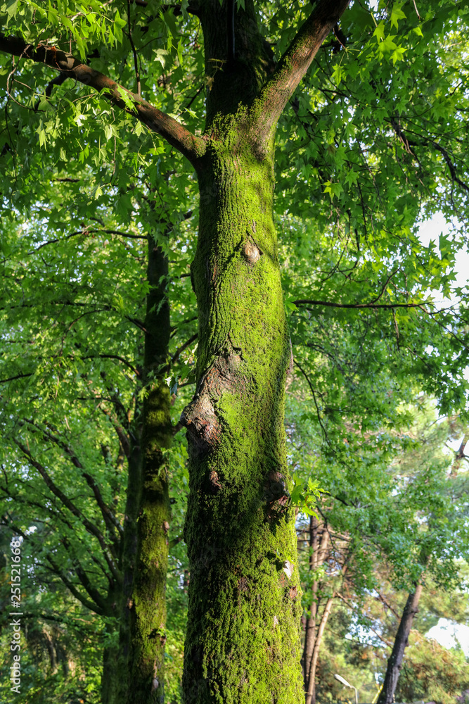 Fototapeta premium Green moss on a tree in a summer park