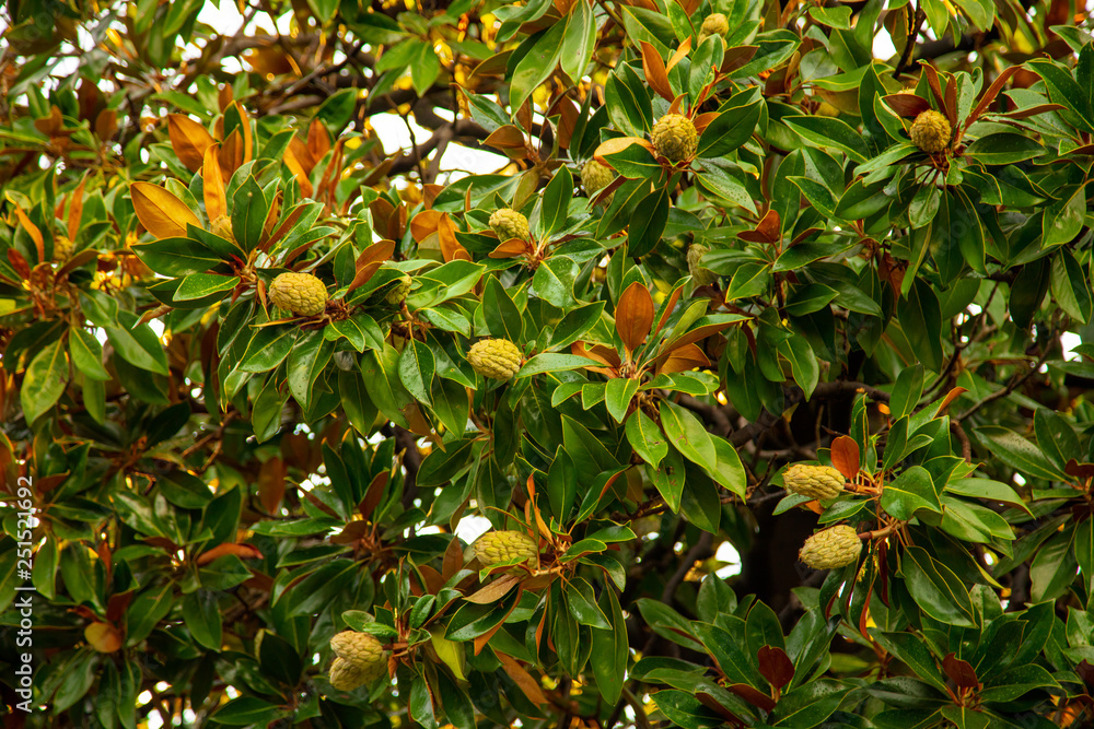 Fruit on a tree in a subtropical climate Fruit on a tree in a subtropical climate