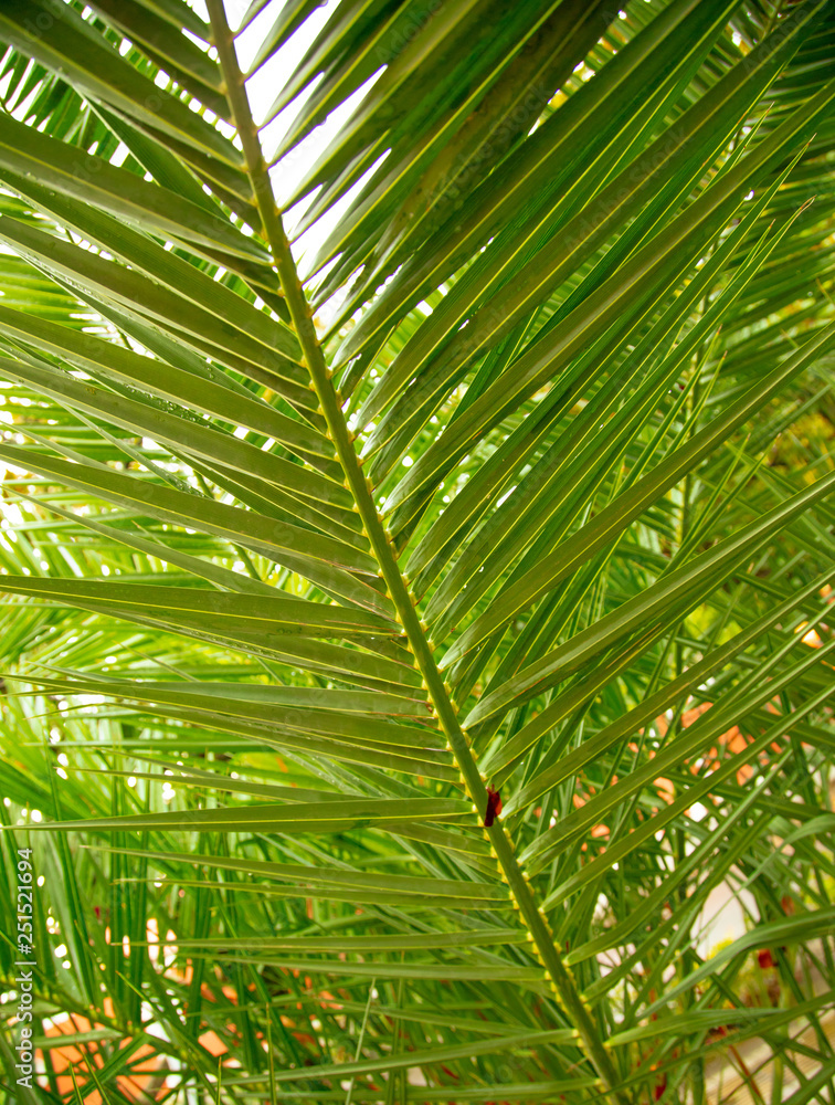 Palm trees in the park. Subtropical climate Palm trees in the park. Subtropical climate