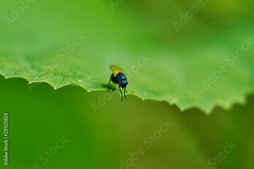 insect on leaf © Анна Симанкова
