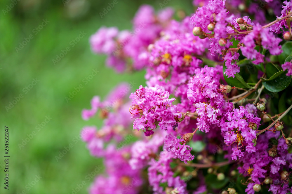 Beautiful pink flowers on a tree in the park Beautiful pink flowers on a tree in the park