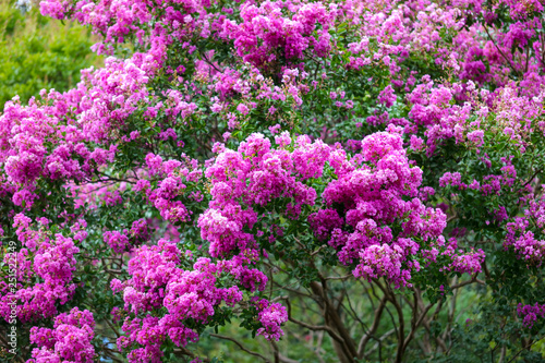 Beautiful pink flowers on a tree in the park
