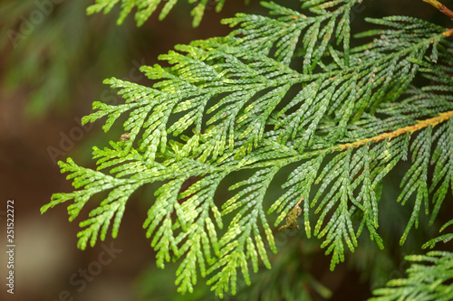 Green branch thuja in nature