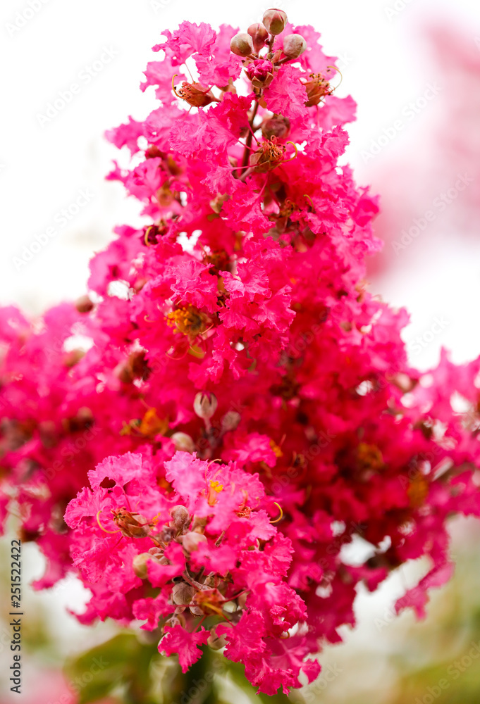 Beautiful pink flowers on a tree in the park Beautiful pink flowers on a tree in the park