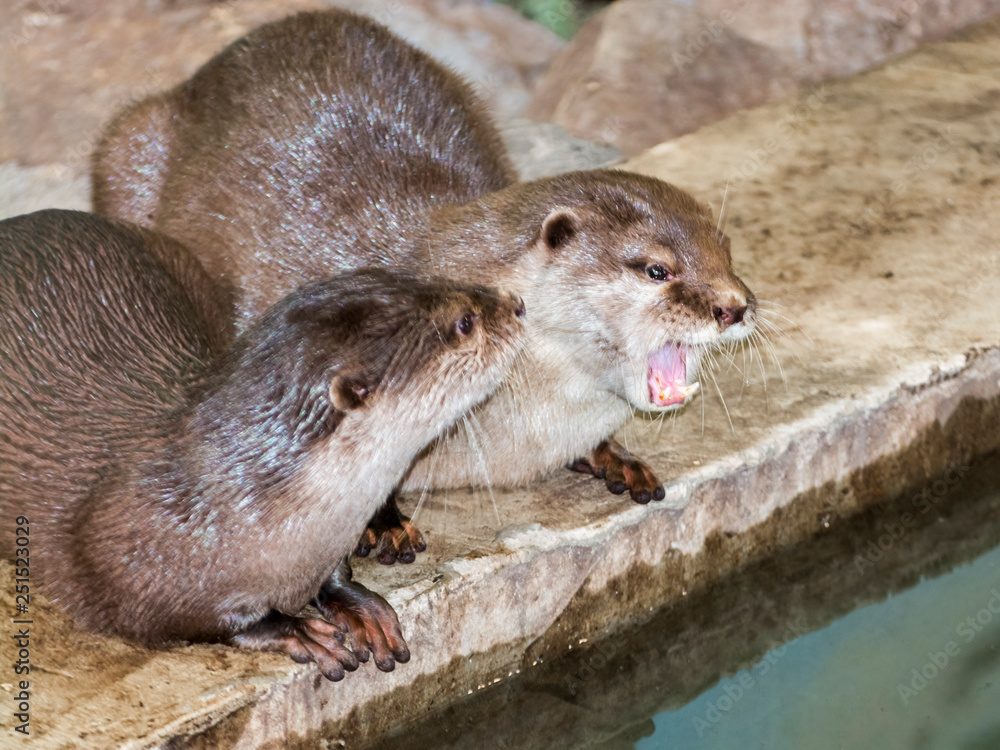 Asian small-clawed otter Asian small-clawed otter