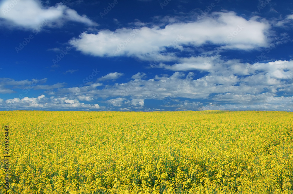 Idyllic landscape, yellow colza fields under the blue sky and wh