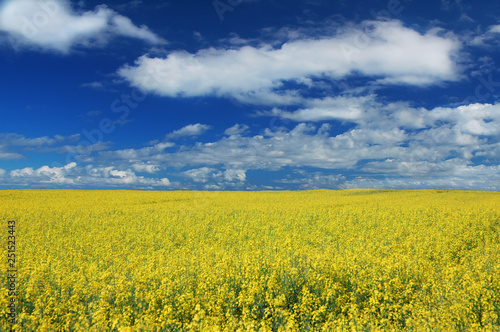 Idyllic landscape, yellow colza fields under the blue sky and wh