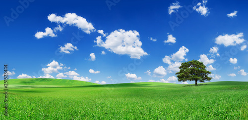 Idyll  panoramic landscape  lonely tree among green fields