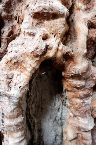 wood texture and wood root