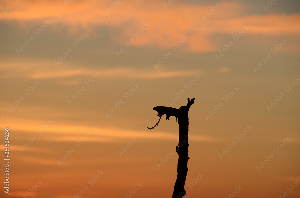 Orange sky with the silhouette of a twig that looks like the head of a dragon