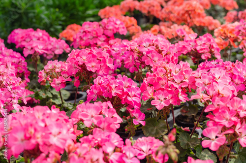 Pelargonium × hortorum or Garden geranium in the garden