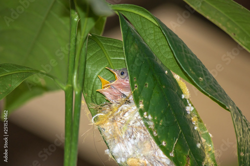 Baby Common Tailor bird ( Orthotomus sutorius ) in the nest on the tree.