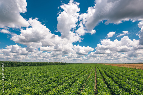 Soybean crop landscape with stunning clouds in background