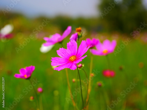 flowers on green background of blue sky © amonphan