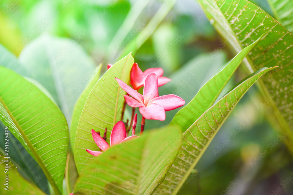 Tropical plant pink red frangipani flower or plumeria flowers blooming on tree Tropical plant pink red frangipani flower or plumeria flowers blooming on tree