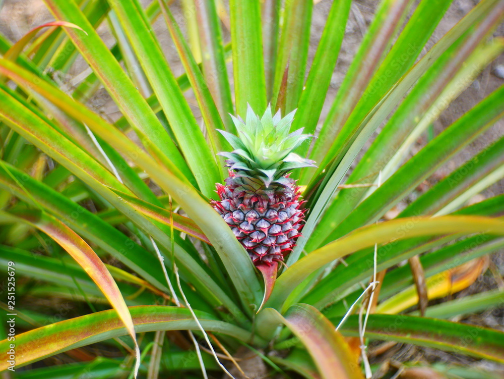 Fototapeta premium closeup of pineapple