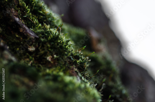 detail of moss and sunlight with bokeh and macro closeup