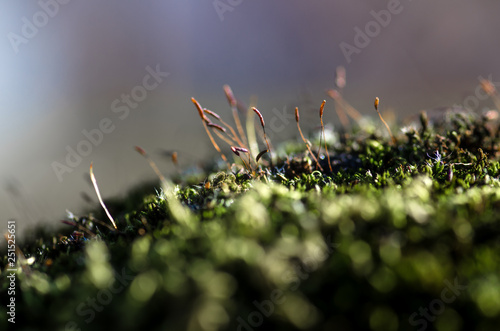 detail of moss and sunlight with bokeh and macro closeup