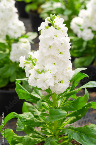 Hoary stock or matthiola incana flower with green leaves in the garden photo