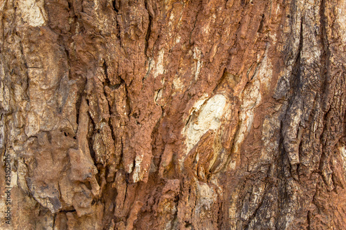gray brown tree bark closeup. natural rough surface texture