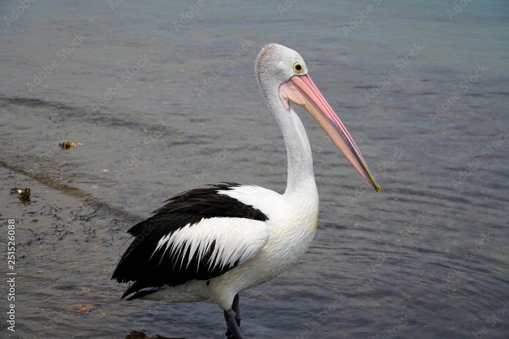 one standing pelican in the water waiting for a feed one standing pelican in the water waiting for a feed