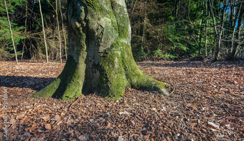 Trunk and roots of an old beech tree in a forest. The soil is strewn with fallen leaves and cupules of beech nuts. The photo was taken in the Mastbos in the Dutch city of Breda.