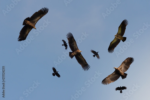 Four huge vulture in flight,low angle view..Flock of Himalayan griffon soaring  with fully wingspan while crows chasing in  blue sky  over klong kata dam phuket.. photo