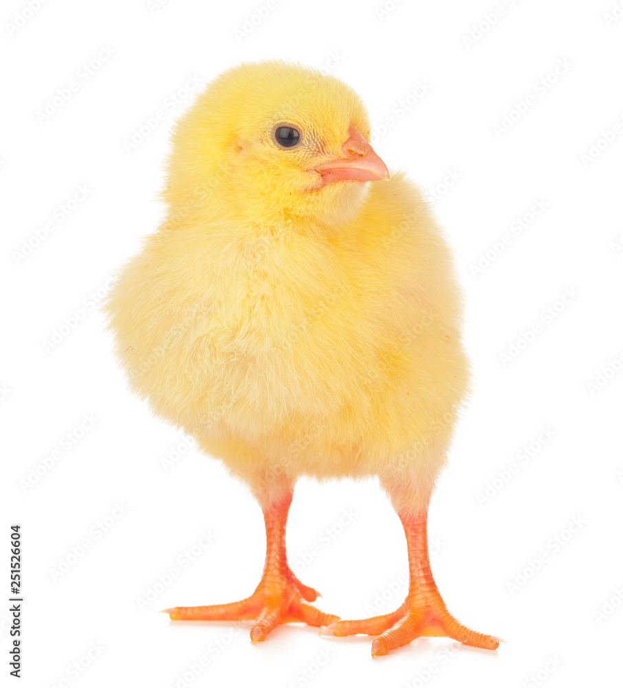 Small yellow chicken isolated on a white background. Small yellow chicken isolated on a white background.