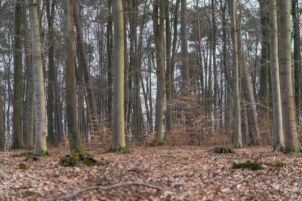 Fototapeta premium Mischwald im Winter
