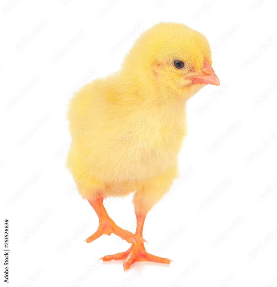 Cute little chicken isolated on white background Cute little chicken isolated on white background