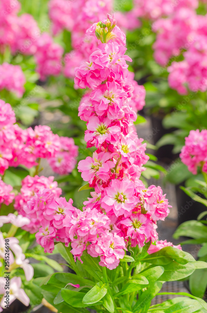 Hoary stock or matthiola incana flower with green leaves in the garden Hoary stock or matthiola incana flower with green leaves in the garden