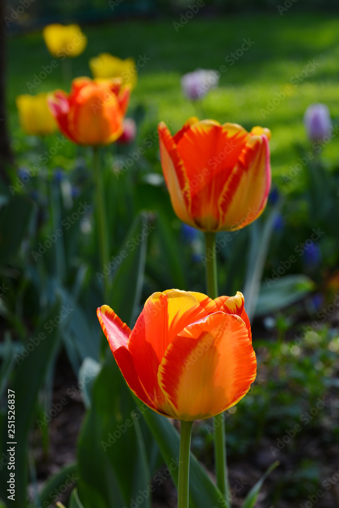 Tulip flower with green leaf background in garden. Group of colorful tulips by sunlight. Orange, red, yellow. Tulip flower with green leaf background in garden. Group of colorful tulips by sunlight. Orange, red, yellow.