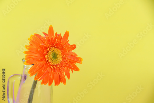 Orange gerbera daisy flower in glass jar composition on yellow background beautiful © Bigc Studio