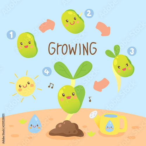 bean sprouts growing © Jindapat