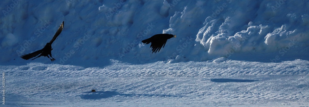 Fototapeta premium corbeau sur la neige