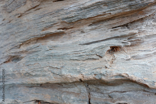 wood texture and wood root
