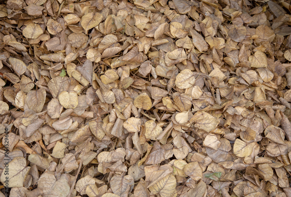 brown leaf in autumn season