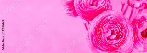 Beautiful vibrant pink ranunculus closeup.