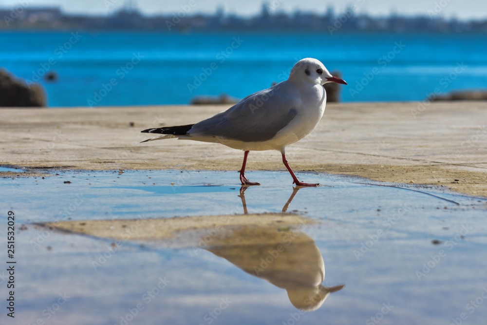 Fototapeta premium seagull on beach